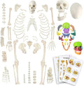 Evotech Disarticulated Human Skeleton Model for Anatomy 67'' Full Size Skeleton Model W/Half Size15Pcs Exploded Skull, Skull, Spine, Bones, Articulated Hand Foot, for Anatomy Medical Learning