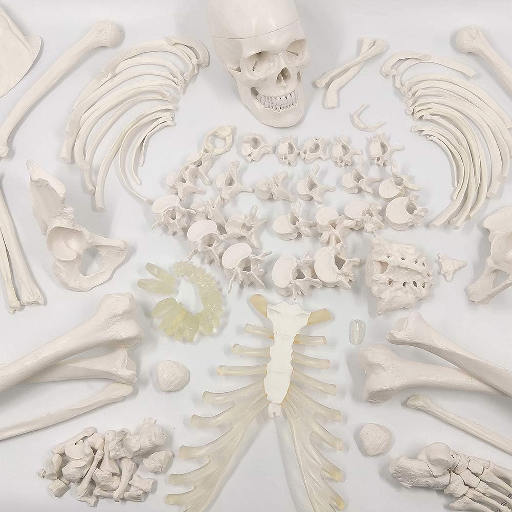 Evotech Scientific Disarticulated Human Skeleton Model for Anatomy 67'' Full Size Skeleton Model W/Half Size15Pcs Exploded Skull, Skull, Spine, Bones, Articulated Hand Foot