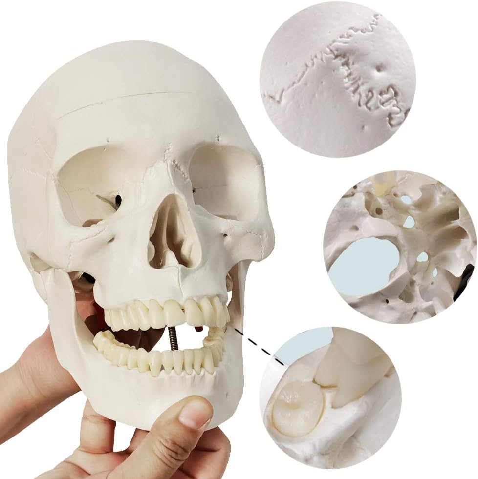 Evotech Scientific Disarticulated Human Skeleton Model for Anatomy 67'' Full Size Skeleton Model W/Half Size15Pcs Exploded Skull, Skull, Spine, Bones, Articulated Hand Foot