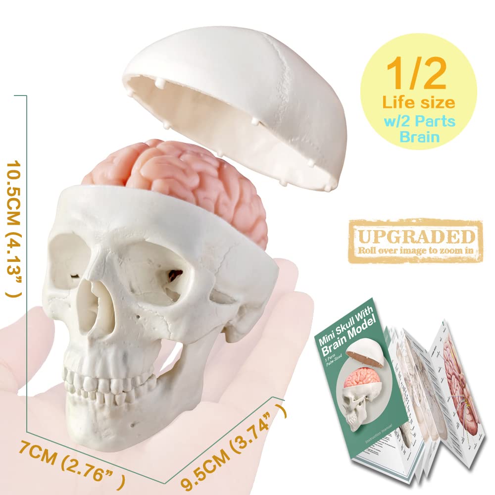 Evotech Scientific Human Body, Skeleton, Heart, Half Size Skull with Brain Models-Best Anatomy Model Bundle Set of 4 Hands-on 3D Model Study Tools
