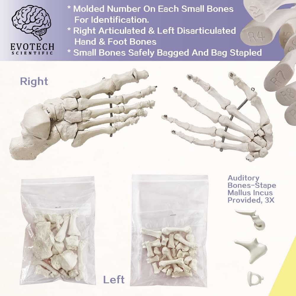 Evotech Scientific Disarticulated Human Skeleton Model for Anatomy 67'' Full Size Skeleton Model W/Half Size15Pcs Exploded Skull, Skull, Spine, Bones, Articulated Hand Foot