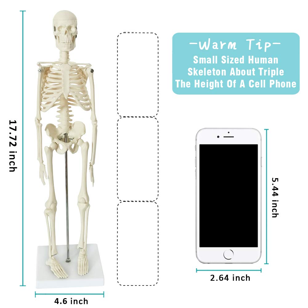 Evotech Scientific Human Body, Skeleton, Heart, Half Size Skull with Brain Models-Best Anatomy Model Bundle Set of 4 Hands-on 3D Model Study Tools