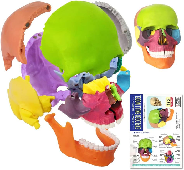 Scull Model Evotech Scientific Disarticulated Human Skeleton Model for Anatomy 67'