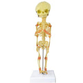 Evotech Scientific Human Fetus Skeleton, Single Head Human New Born Baby Skeleton Model