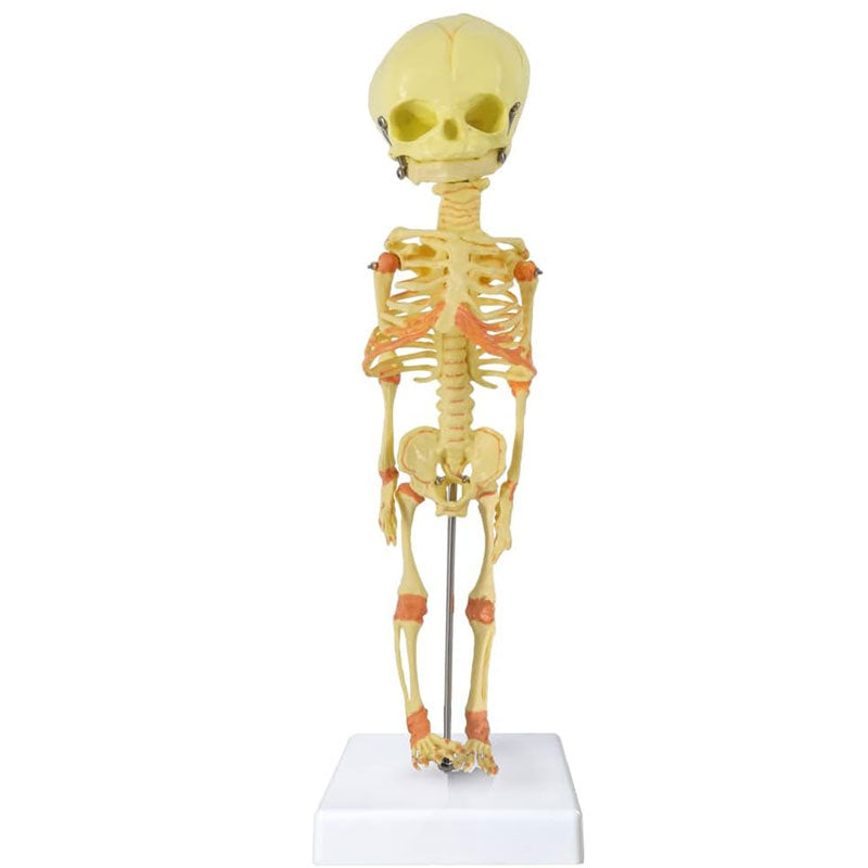 Evotech Scientific Human Fetus Skeleton, Single Head Human New Born Baby Skeleton Model