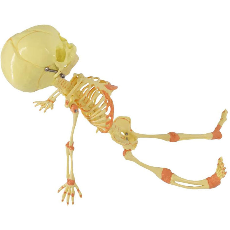 Evotech Scientific Human Fetus Skeleton, Single Head Human New Born Baby Skeleton Model
