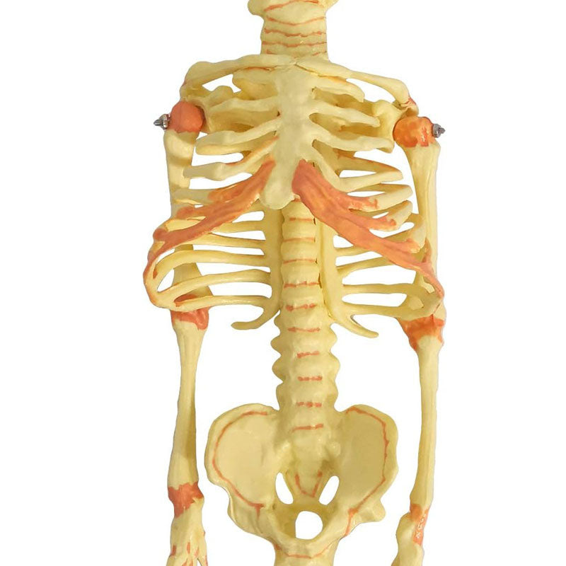 Evotech Scientific Human Fetus Skeleton, Single Head Human New Born Baby Skeleton Model