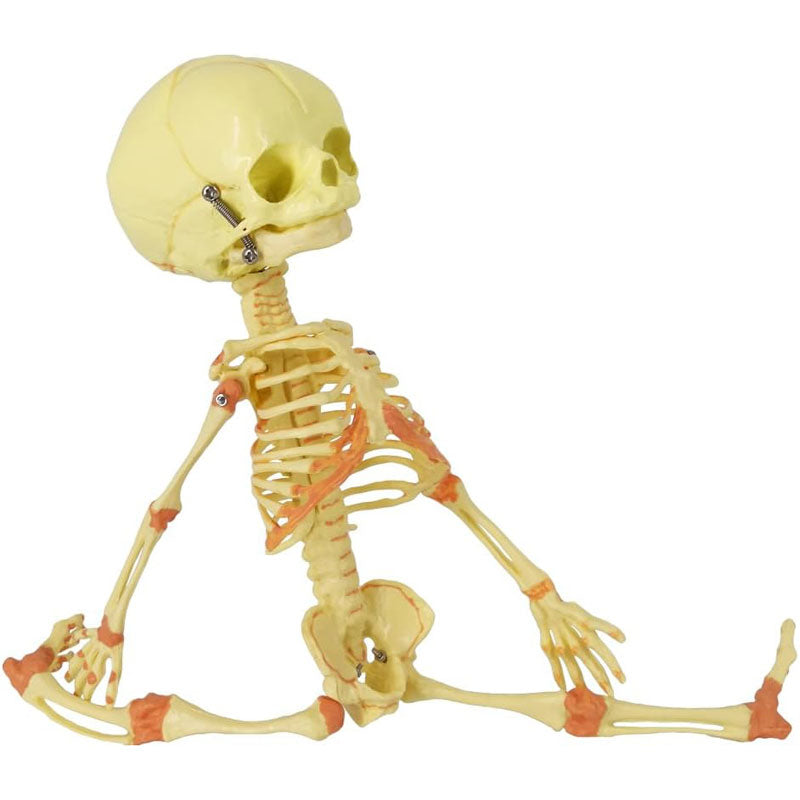 Evotech Scientific Human Fetus Skeleton, Single Head Human New Born Baby Skeleton Model