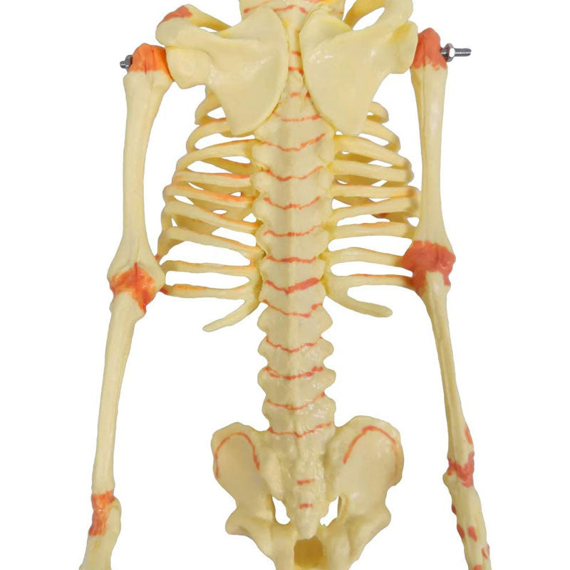 Evotech Scientific Human Fetus Skeleton, Single Head Human New Born Baby Skeleton Model