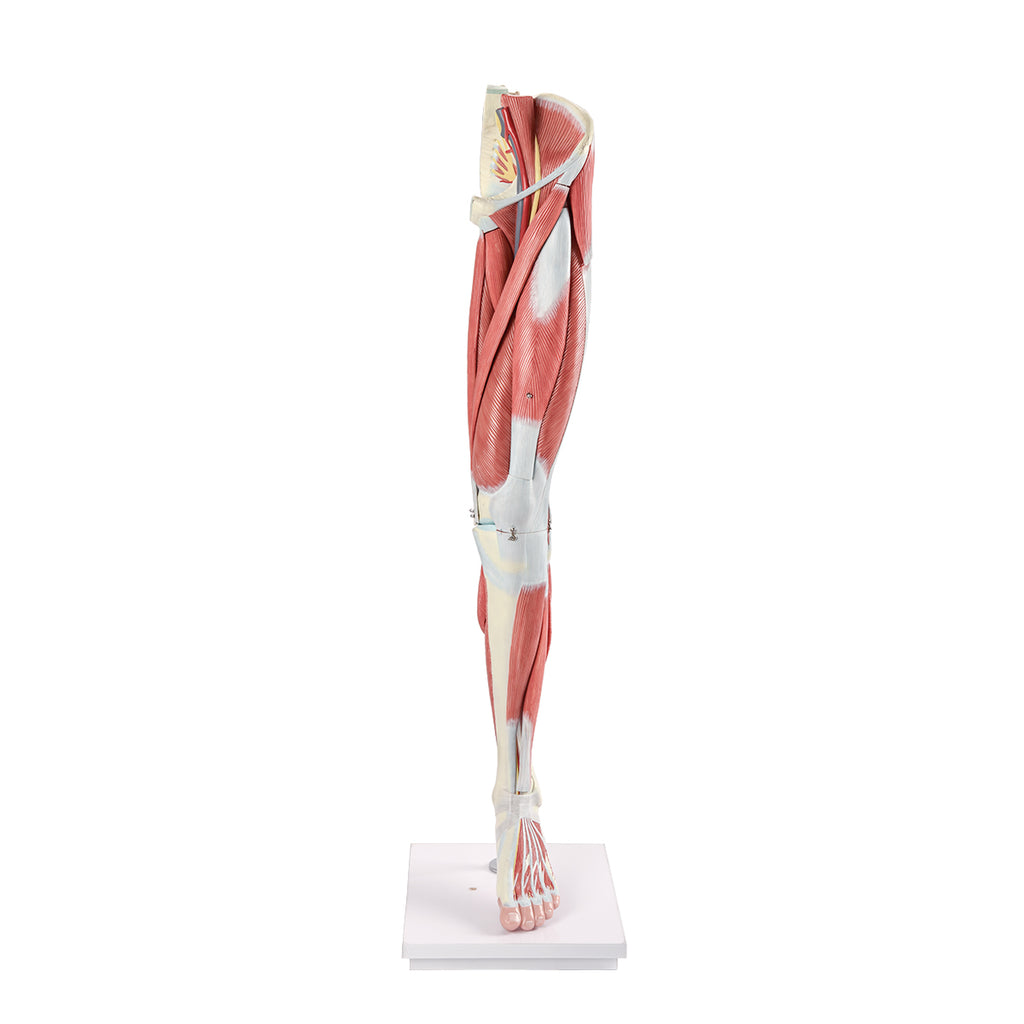 Evotech Scientific Human Muscular Leg with Detachable Muscles Anatomy Model, Life Size, 14 Parts