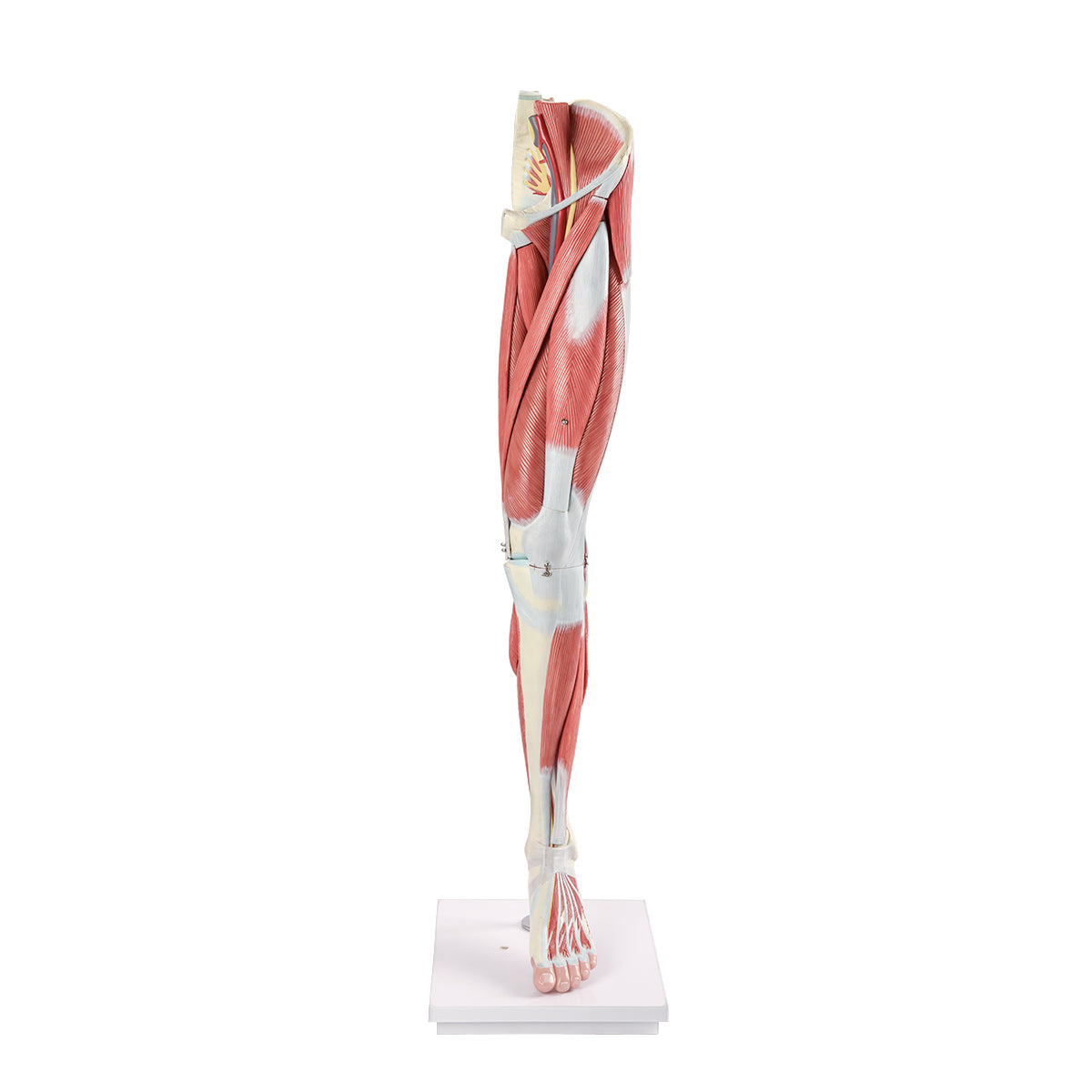 Evotech Scientific Human Muscular Leg with Detachable Muscles Anatomy Model, Life Size, 14 Parts
