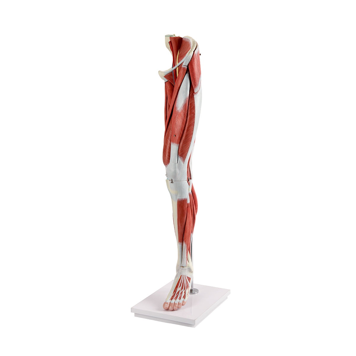 Evotech Scientific Human Muscular Leg with Detachable Muscles Anatomy Model, Life Size, 14 Parts