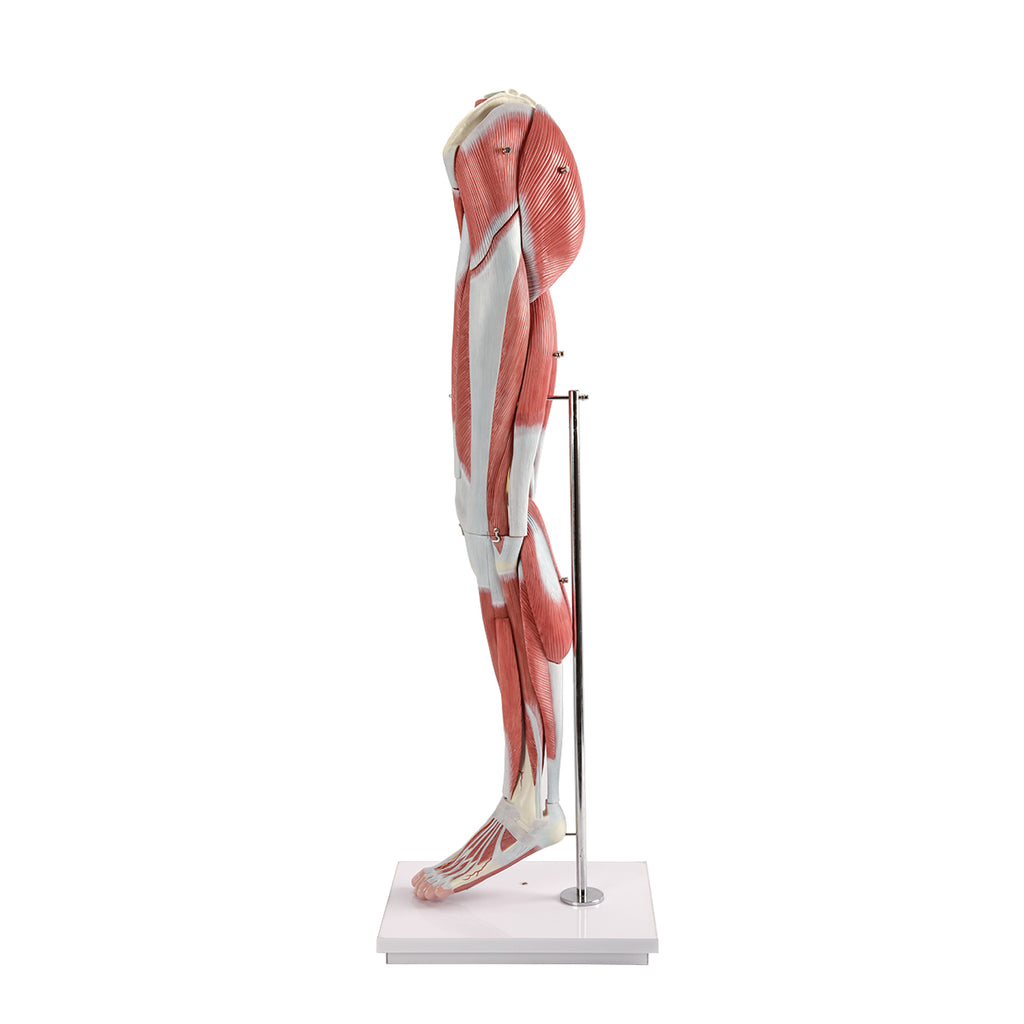 Evotech Scientific Human Muscular Leg with Detachable Muscles Anatomy Model, Life Size, 14 Parts
