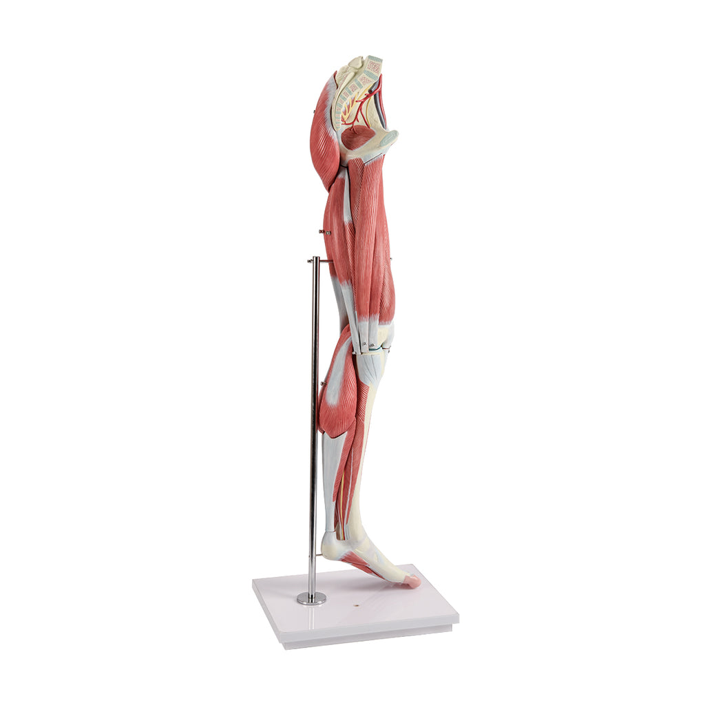 Evotech Scientific Human Muscular Leg with Detachable Muscles Anatomy Model, Life Size, 14 Parts
