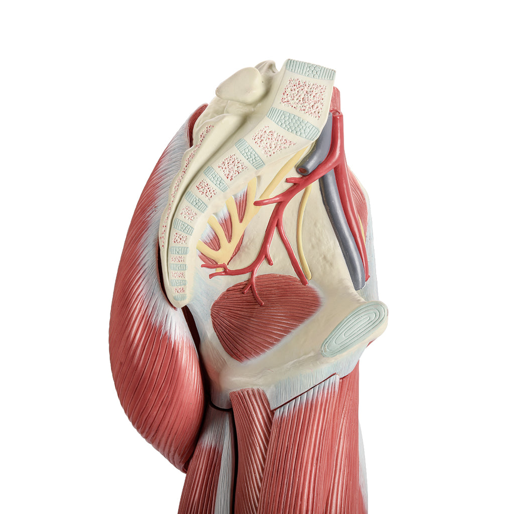 Evotech Scientific Human Muscular Leg with Detachable Muscles Anatomy Model, Life Size, 14 Parts