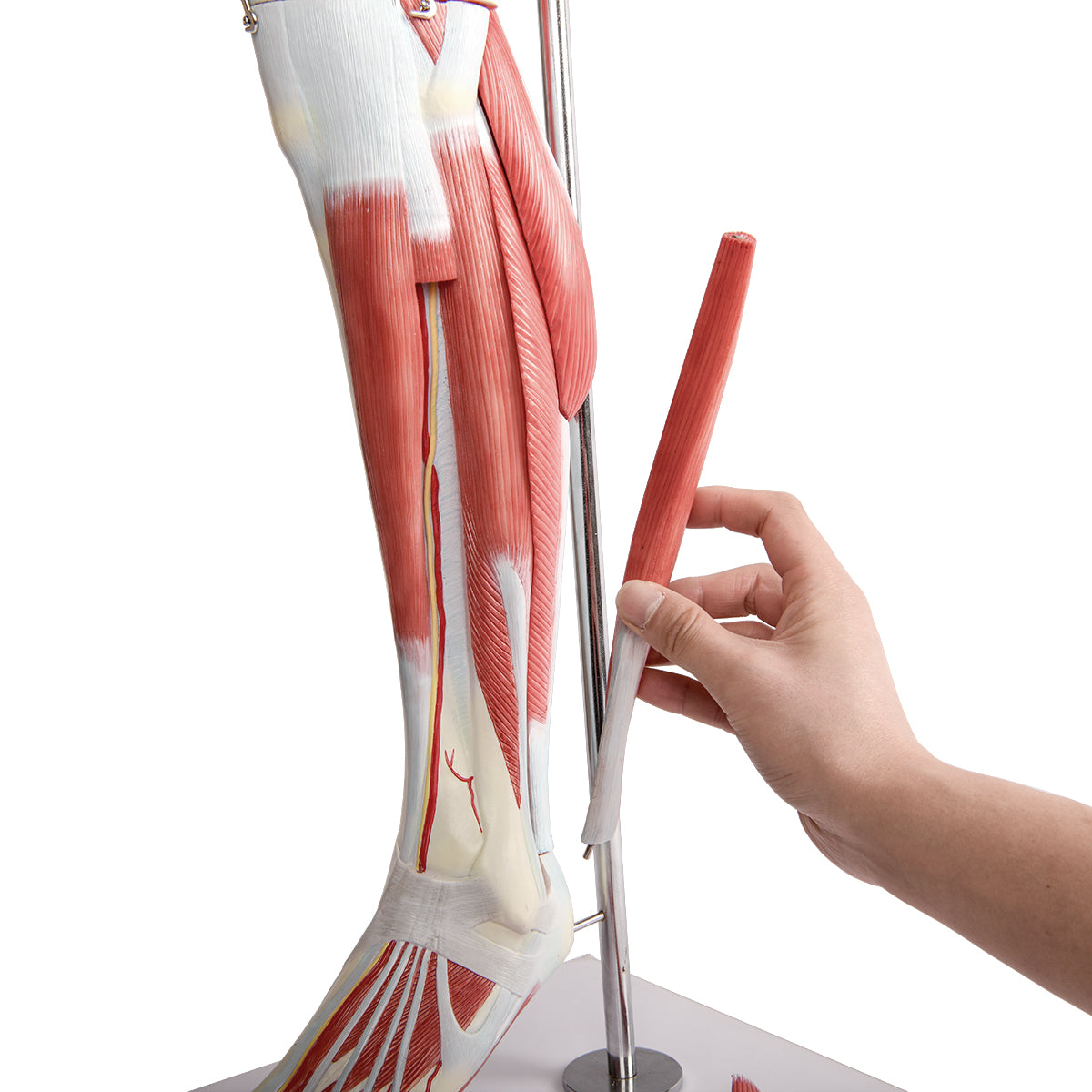 Evotech Scientific Human Muscular Leg with Detachable Muscles Anatomy Model, Life Size, 14 Parts