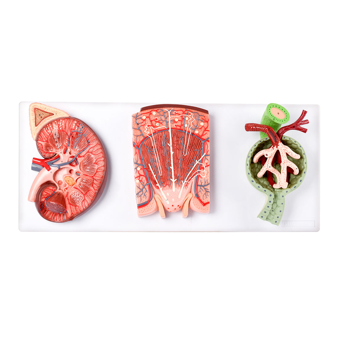 Kidney Cell Model Evotech Scientific Kidney, Nephron and Renal Corpuscle Model