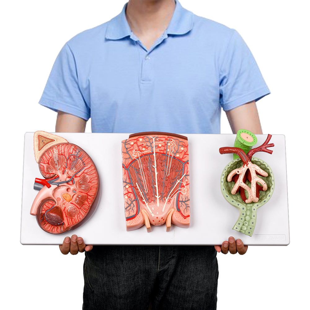 Evotech Scientific Kidney, Nephron and Renal Corpuscle Model