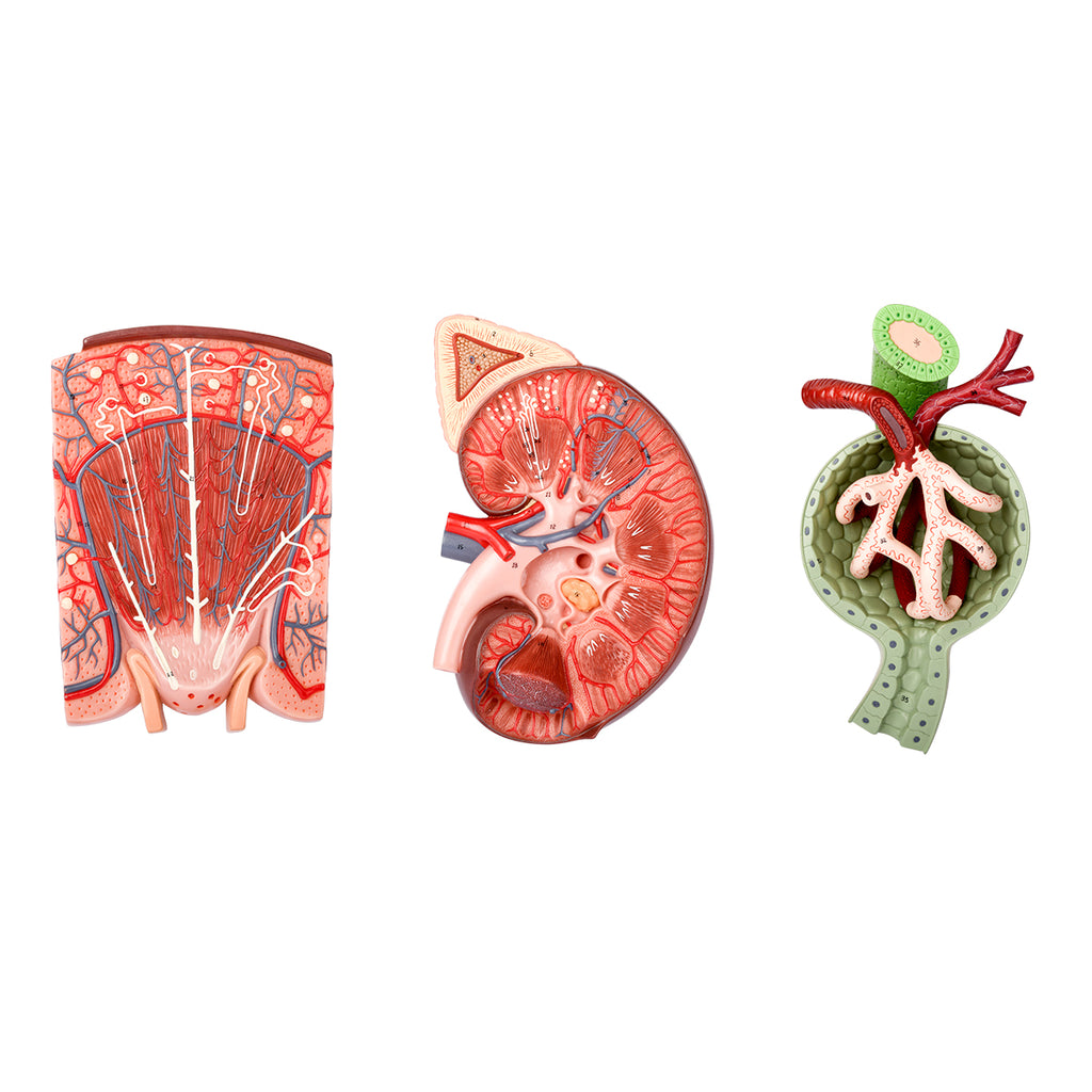 Evotech Scientific Kidney, Nephron and Renal Corpuscle Model