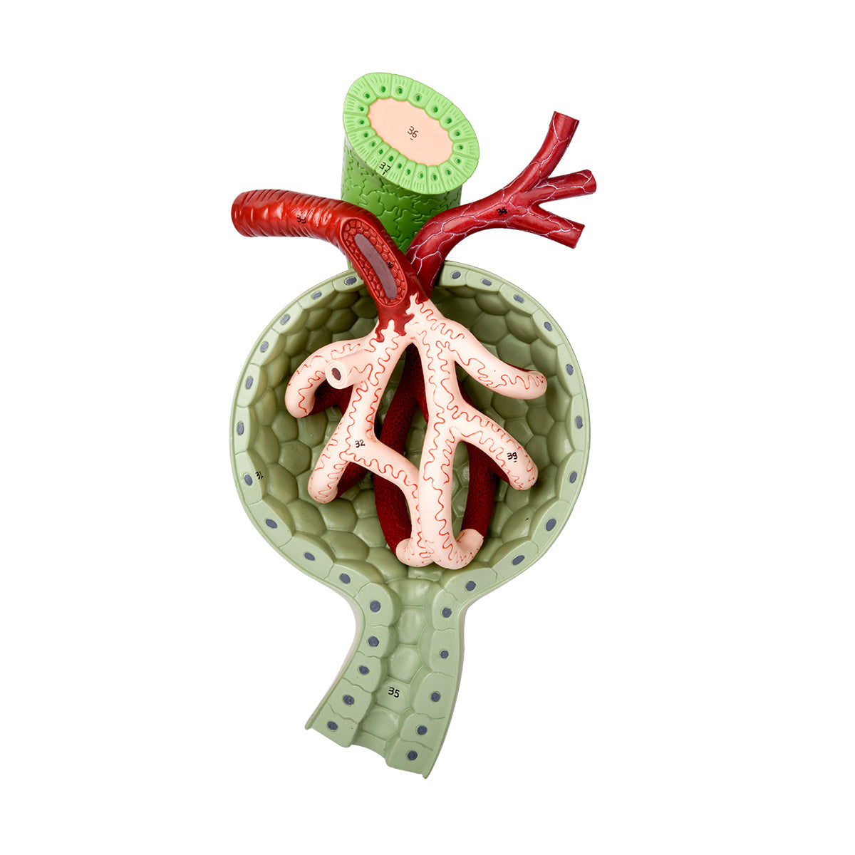 Evotech Scientific Kidney, Nephron and Renal Corpuscle Model