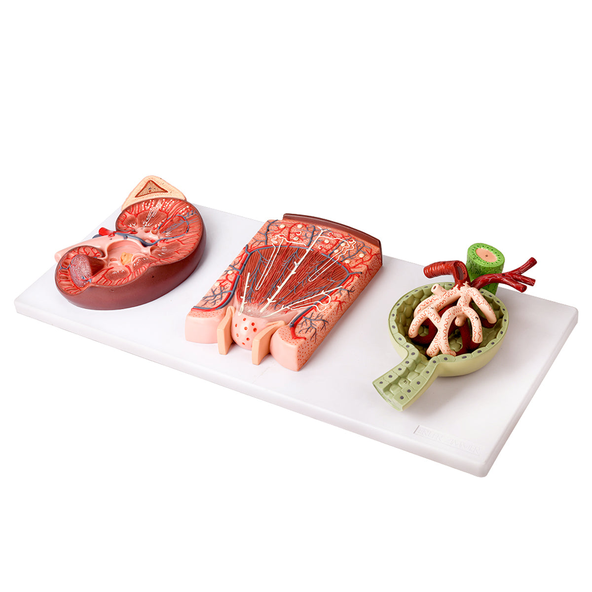 Evotech Scientific Kidney, Nephron and Renal Corpuscle Model