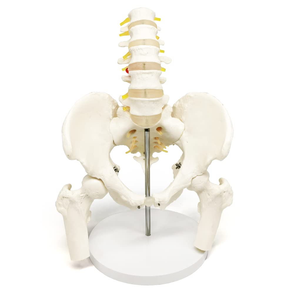 Evotech Scientific Life Size Male Pelvis Model with 5 Lumbar Spine, W/ Removable Femur Head, Life Size Anatomy Medical Model for Science Education, Medical Demonstration Tool