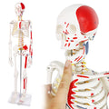 Evotech Scientific Numbered Mini Human Skeleton Model for Anatomy, 33.5'' Human Skeleton Model with Muscle Insertion and Origin Points Removable Stand