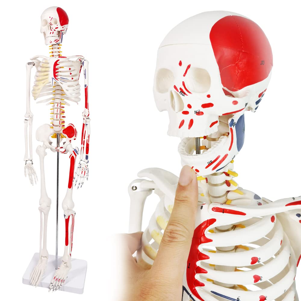 Evotech Scientific Numbered Mini Human Skeleton Model for Anatomy, 33.5'' Human Skeleton Model with Muscle Insertion and Origin Points Removable Stand
