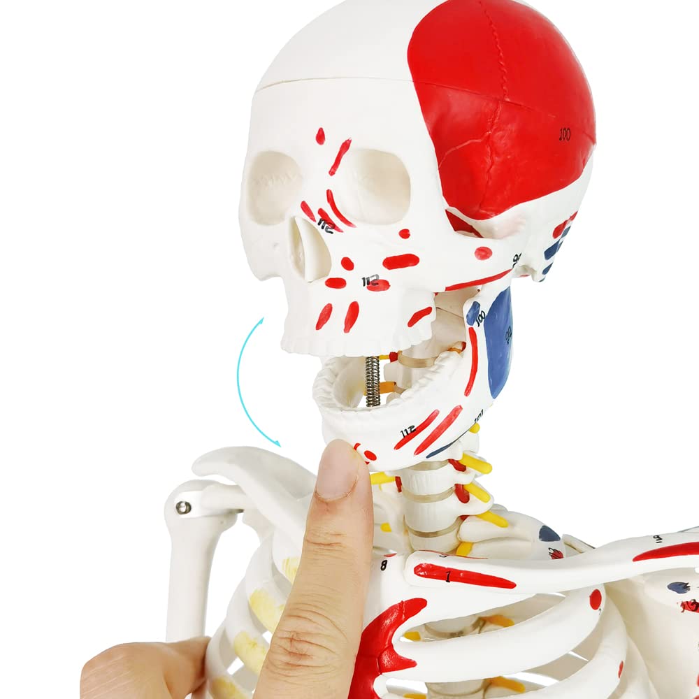 Evotech Scientific Numbered Mini Human Skeleton Model for Anatomy, 33.5'' Human Skeleton Model with Muscle Insertion and Origin Points Removable Stand