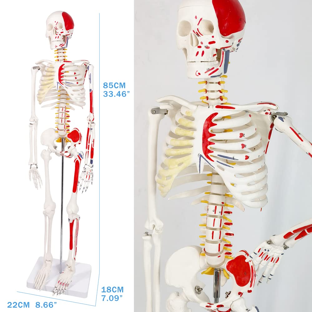 Evotech Scientific Numbered Mini Human Skeleton Model For Anatomy, 33.