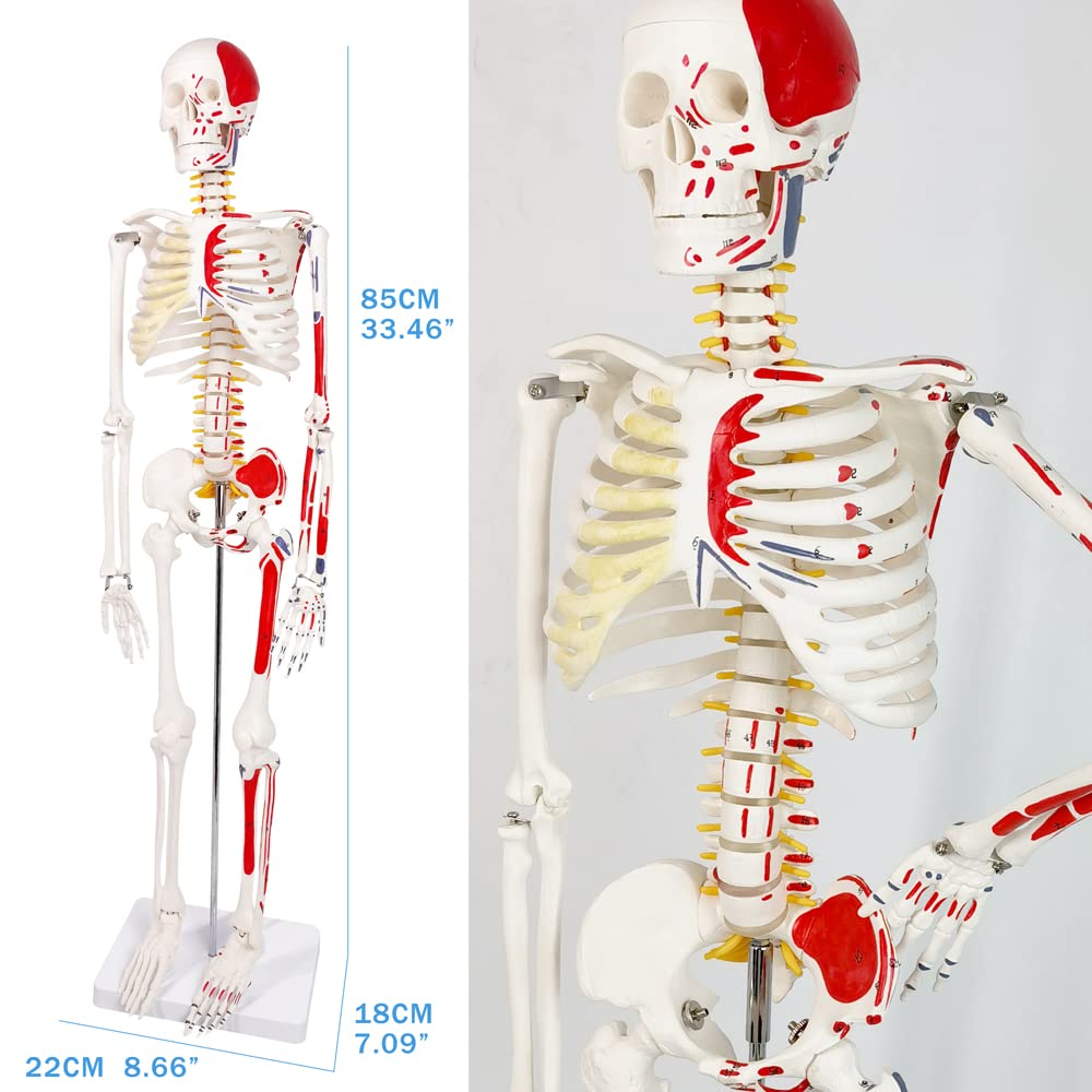 Evotech Numbered Mini Human Skeleton Model for Anatomy, 33.5'' Human Skeleton Model with Muscle Insertion and Origin Points Removable Stand for Medical Anatomical Study Teaching, Manual Included