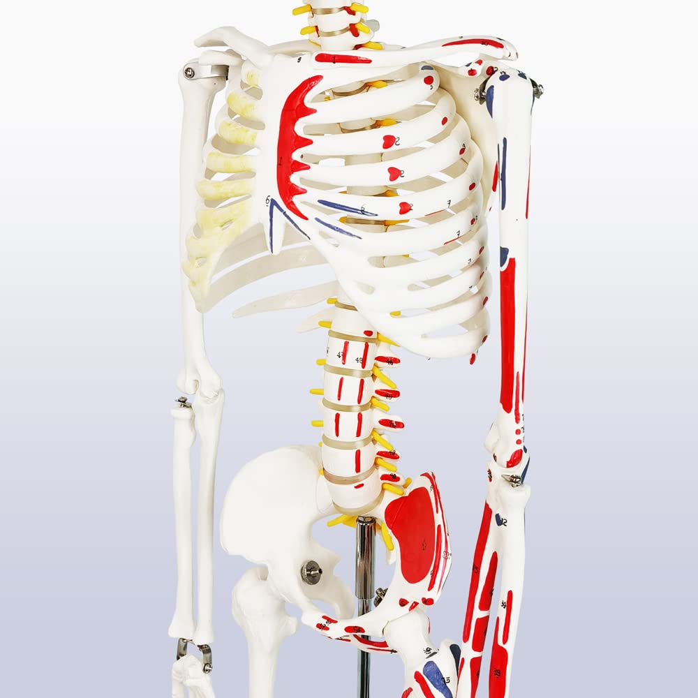 Evotech Scientific Numbered Mini Human Skeleton Model for Anatomy, 33.5'' Human Skeleton Model with Muscle Insertion and Origin Points Removable Stand
