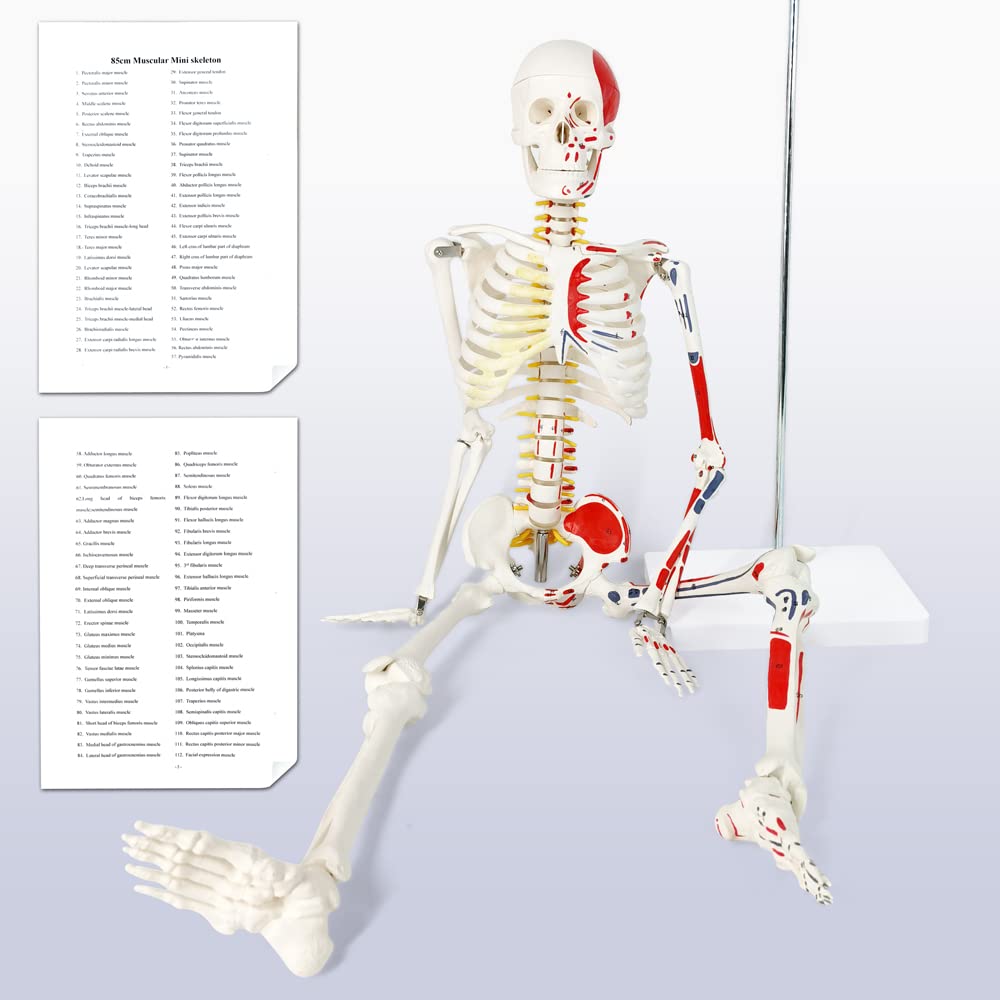Evotech Scientific Numbered Mini Human Skeleton Model for Anatomy, 33.5'' Human Skeleton Model with Muscle Insertion and Origin Points Removable Stand