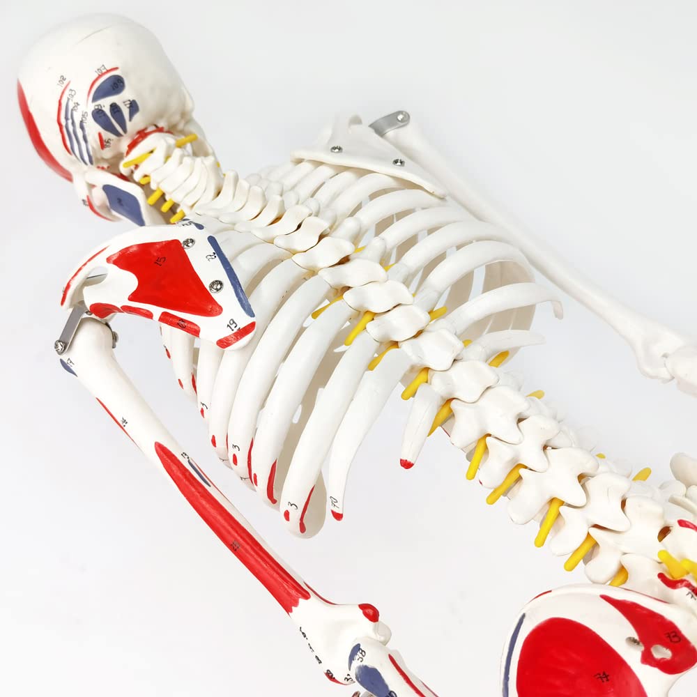 Evotech Scientific Numbered Mini Human Skeleton Model for Anatomy, 33.5'' Human Skeleton Model with Muscle Insertion and Origin Points Removable Stand