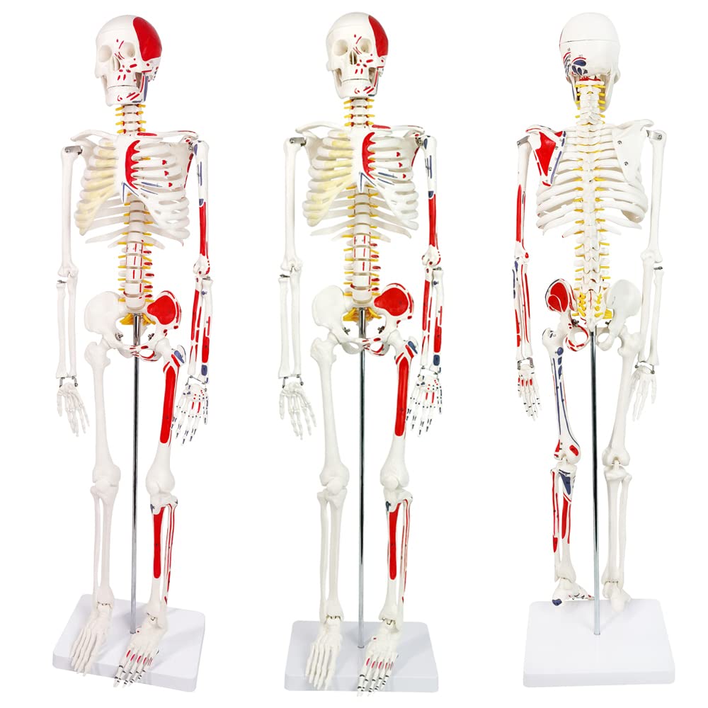 Evotech Scientific Numbered Mini Human Skeleton Model for Anatomy, 33.5'' Human Skeleton Model with Muscle Insertion and Origin Points Removable Stand