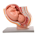 Evotech Scientific Pregnancy Pelvis W/ Mature Fetus Numbered Anatomy Model, Life Size, 2 Parts