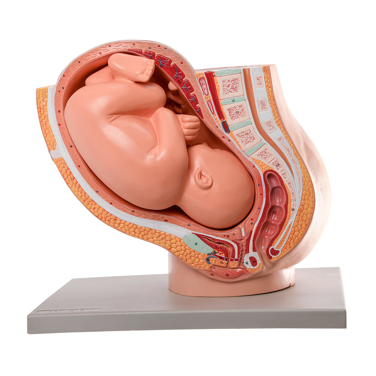 Evotech Scientific Pregnancy Pelvis W/ Mature Fetus Numbered Anatomy Model, Life Size, 2 Parts