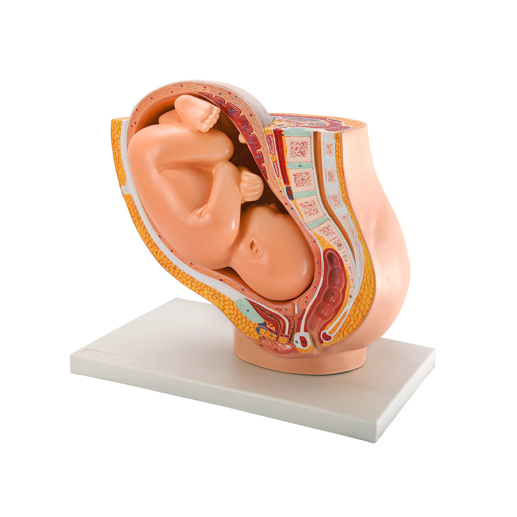 Evotech Scientific Pregnancy Pelvis W/ Mature Fetus Numbered Anatomy Model, Life Size, 2 Parts