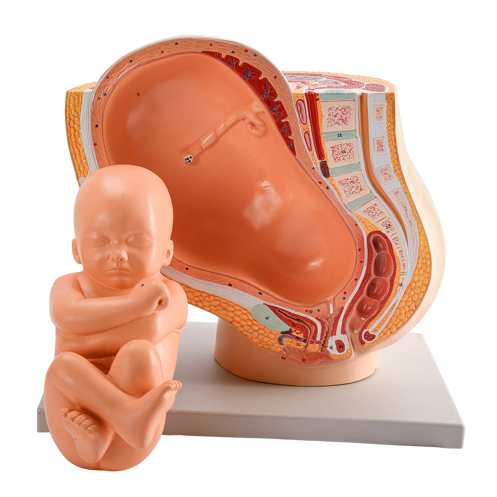 Evotech Scientific Pregnancy Pelvis W/ Mature Fetus Numbered Anatomy Model, Life Size, 2 Parts