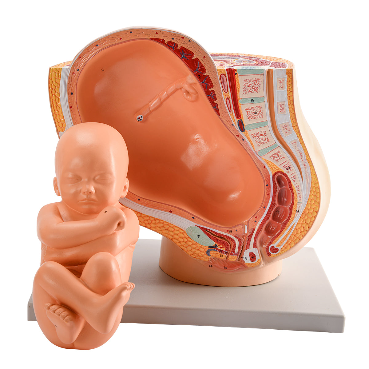 Evotech Scientific Pregnancy Pelvis W/ Mature Fetus Numbered Anatomy Model, Life Size, 2 Parts