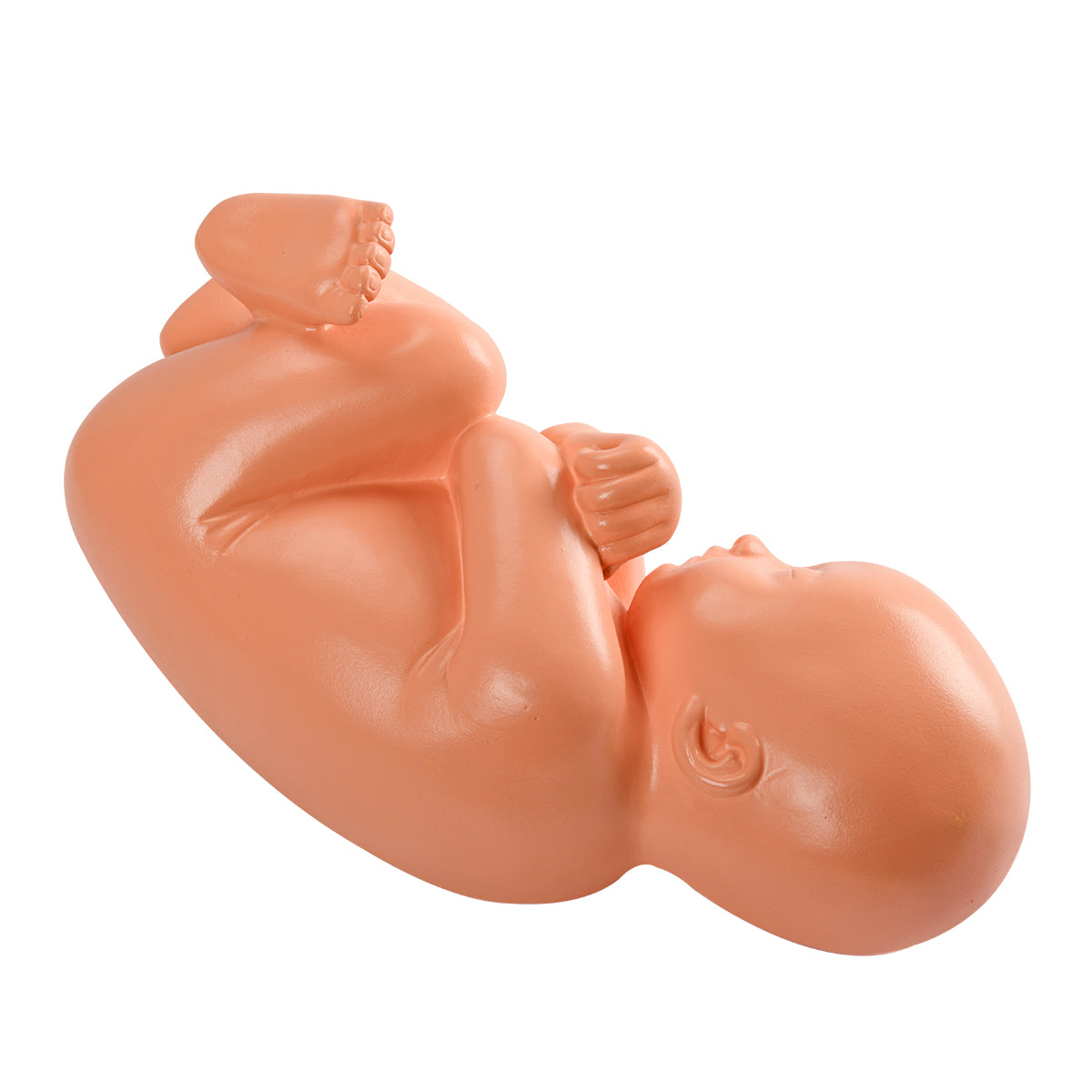 Evotech Scientific Pregnancy Pelvis W/ Mature Fetus Numbered Anatomy Model, Life Size, 2 Parts