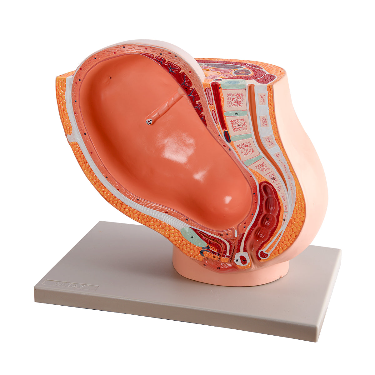 Evotech Scientific Pregnancy Pelvis W/ Mature Fetus Numbered Anatomy Model, Life Size, 2 Parts