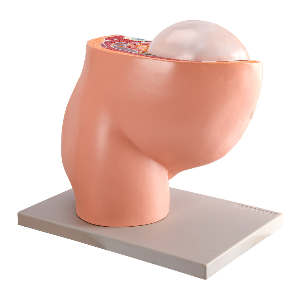 Evotech Scientific Pregnancy Pelvis W/ Mature Fetus Numbered Anatomy Model, Life Size, 2 Parts