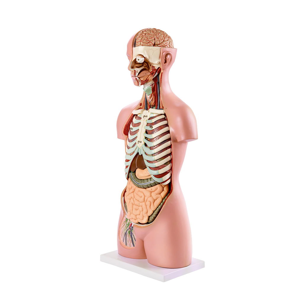 Evotech Scientific Premium Life-SizeTorso Unisex W/ Open Back, 85 cm, 17 Parts