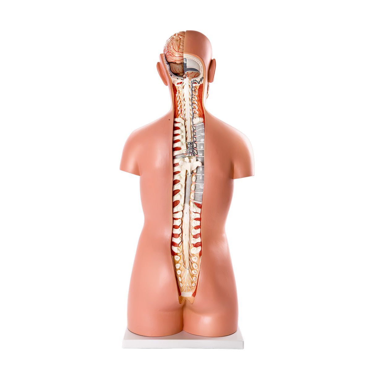 Evotech Scientific Premium Life-SizeTorso Unisex W/ Open Back, 85 cm, 17 Parts