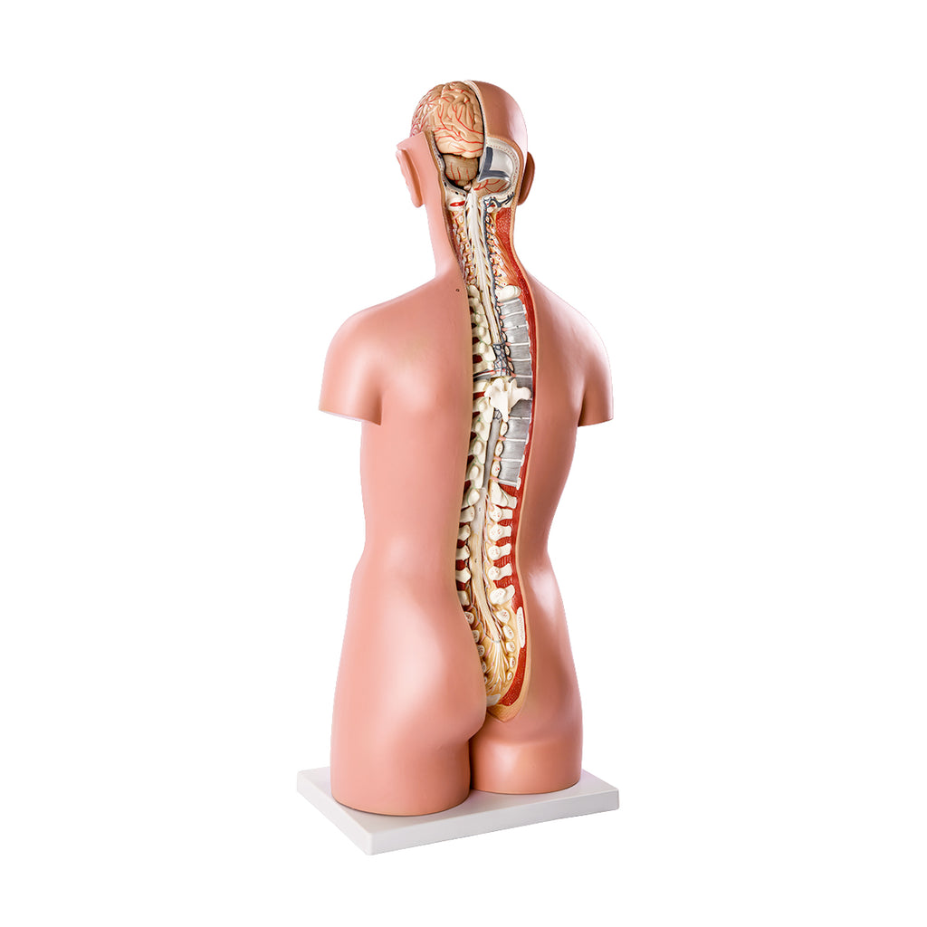 Evotech Scientific Premium Life-SizeTorso Unisex W/ Open Back, 85 cm, 17 Parts