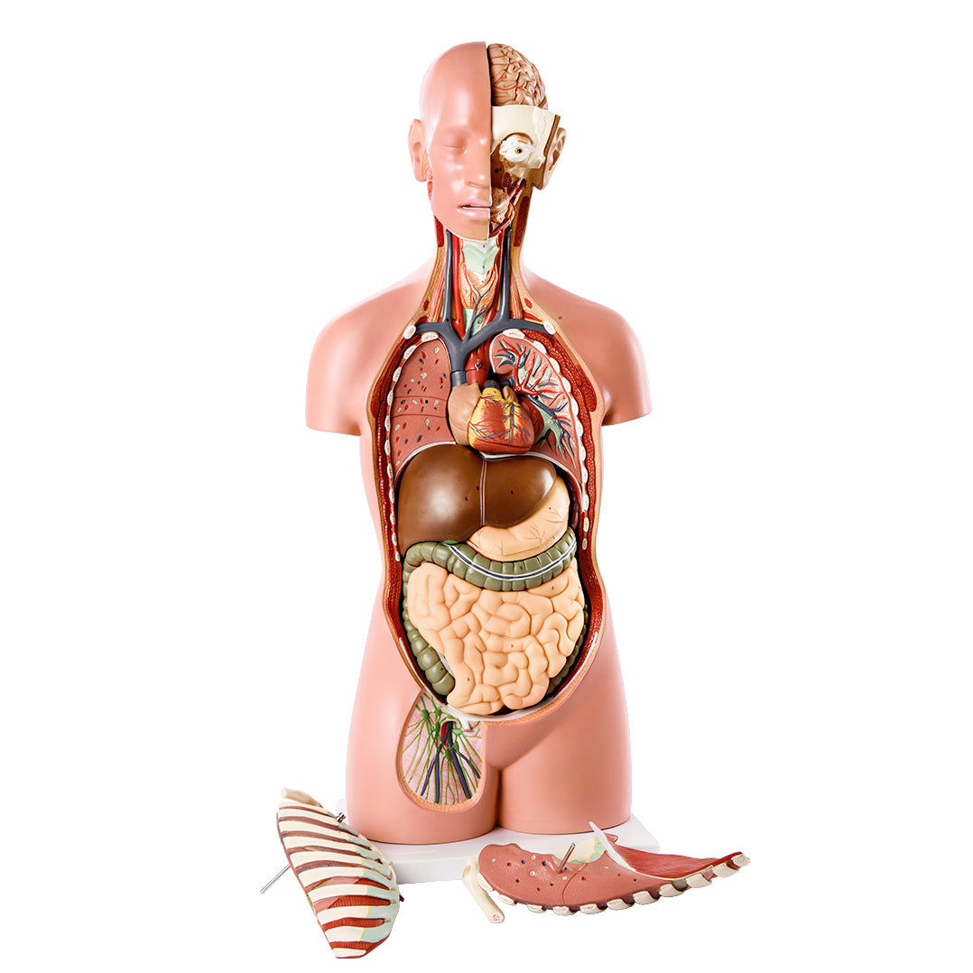 Evotech Scientific Premium Life-SizeTorso Unisex W/ Open Back, 85 cm, 17 Parts