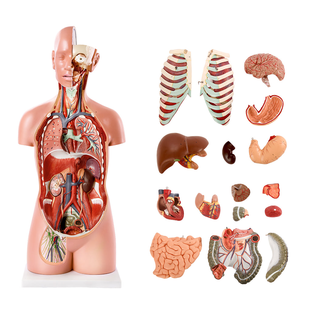 Evotech Scientific Premium Life-SizeTorso Unisex W/ Open Back, 85 cm, 17 Parts