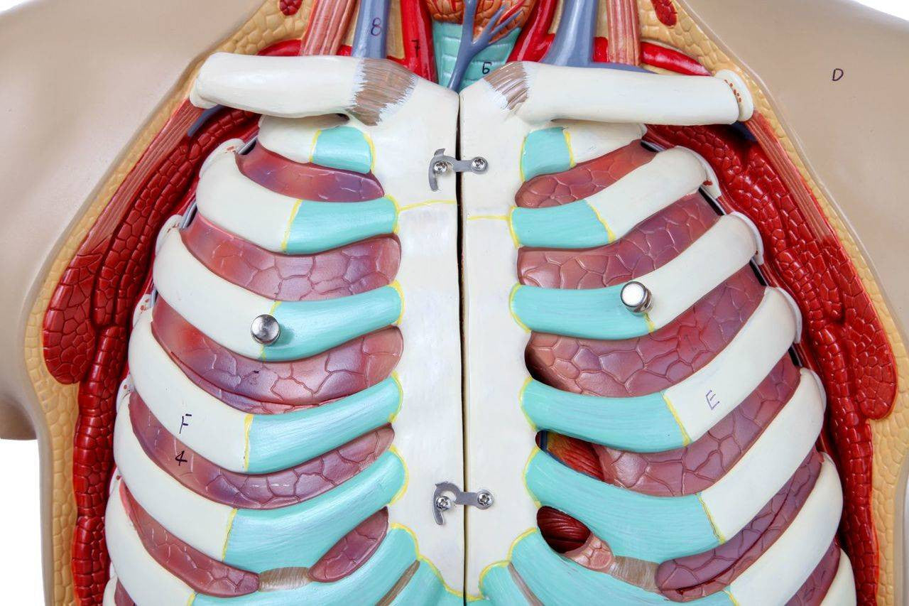 Evotech Scientific Premium Life-SizeTorso Unisex W/ Open Back, 85 cm, 17 Parts