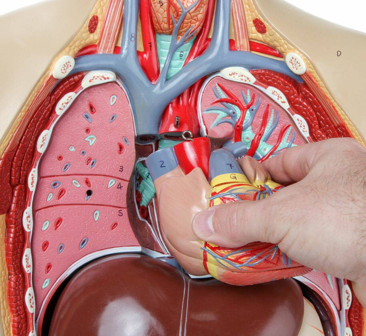 Evotech Scientific Premium Life-SizeTorso Unisex W/ Open Back, 85 cm, 17 Parts